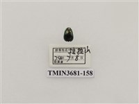 藏品(鞘翅目(1))的圖片